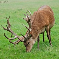 Red Deer
